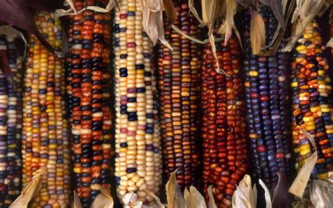 Multi Colored Ornamental Indian Corn By Anabi Jawad