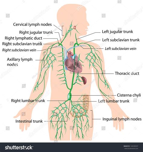Typical of mammalian structure, the human body shows such characteristics as hair chemically, the human body consists mainly of water and of organic compounds —i.e., lipids, proteins, carbohydrates, and nucleic acids. Updated Learning: The Organs Of The Lymphatic System