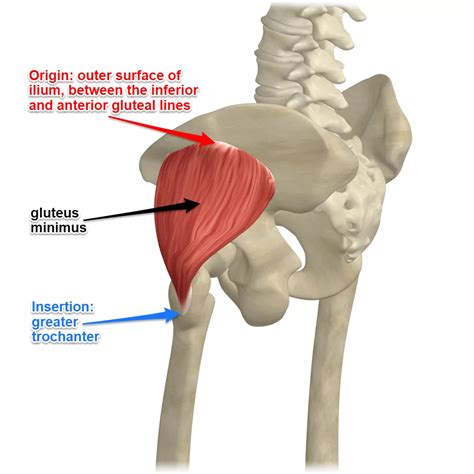 Gluteus Minimus Muscle Anatomy Origin Insertion Function