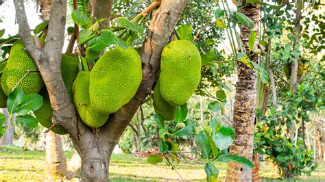 3 Ways You Can Tell Your Jackfruit Is Ripe And Ready To Eat