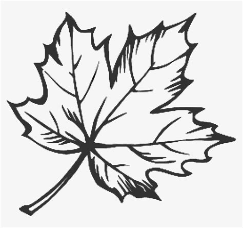 Maple Leaf Outline Png 10 Free Cliparts Download Images On Clipground