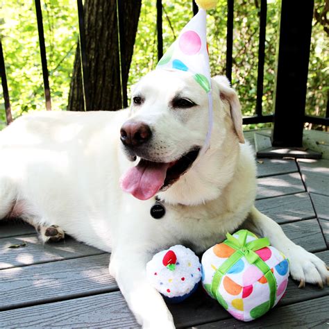 Petsmart Launches First Ever Birthday Collection With Festive Items To