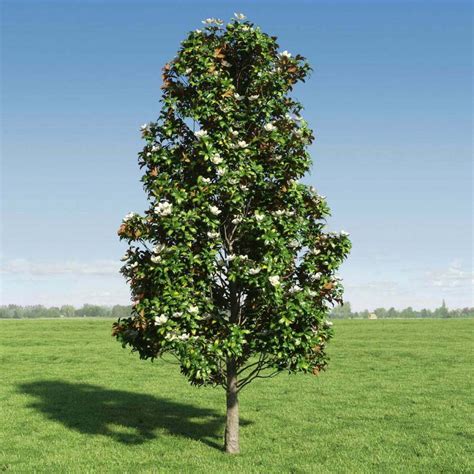 Planting And Growing A Southern Magnolia Tree Stumpbustersllc