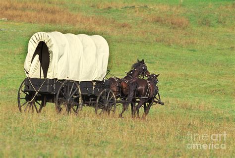 Team Of Horses Pulling A Covered Wagon Photograph By Ron Sanford Pixels