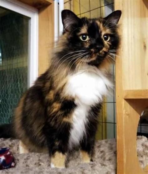 Domestic Long Hair Cat For Adoption In Chehalis Kitten Adoption Cats