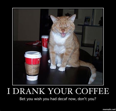 101 Best Images About Cats Coffee Cats On Pinterest
