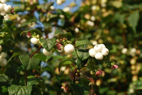 25 Common Snowberry White Berries Pink Flowers Symphoricarpos Alba S Seedville Usa