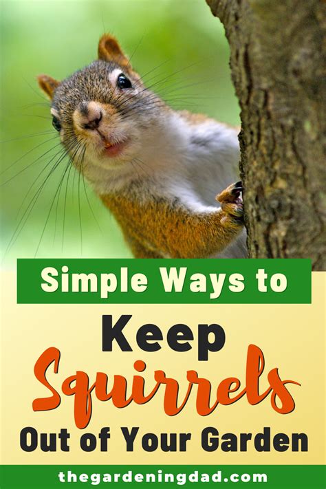 How To Keep Ground Squirrels Out Of Garden Natural Squirrel Repellent