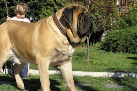 6 Fakta Anjing English Mastiff Anjing Terbesar Di Dunia