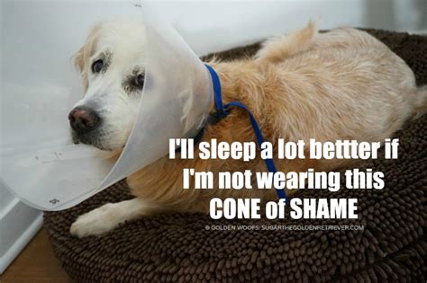 Cone Of Shame Golden Woofs Sugar The Golden Retriever