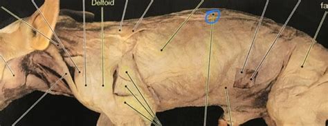 Fetal Pig Muscle Anatomy