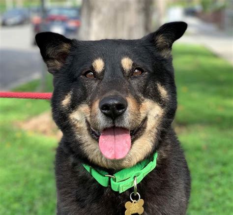 Dog For Adoption Sam A Cattle Dog And Shiba Inu Mix In Beverly Hills