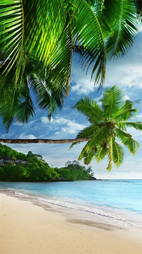 Wallpaper Tropical Landscape Palm Trees Sunshine Beach Coast Sea