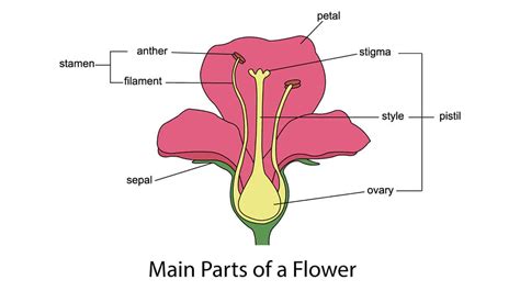 Parts Of A Flower Explained Plantglossary