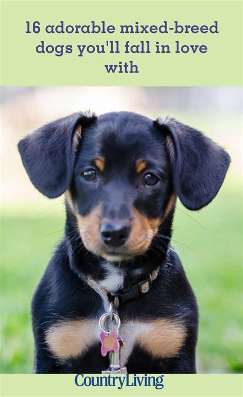 16 Adorable Mixed Breed Dogs Youll Fall In Love With