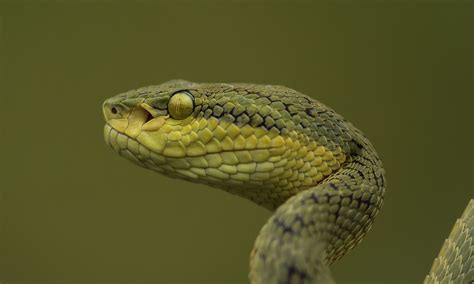 Bamboo Pit Viper Head Profile Trimeresurus Gramineus Wikipedia