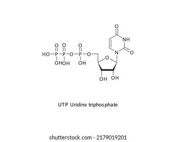 Utp Uridine Triphosphate Nucleoside Molecular Structure Stock Vector
