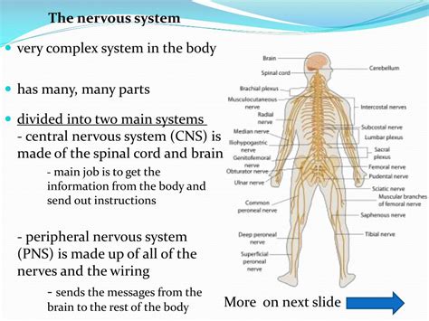 Ppt The Nervous System Very Complex System In The Body Has Many Many