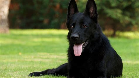 8 Things You Didnt Know About Black German Shepherd Youtube