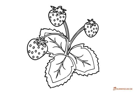 Strawberry Plant Coloring Page Coloring Easy For Kids