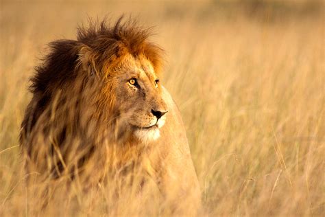 How To Choose A Safari African Safari Hideaway Report
