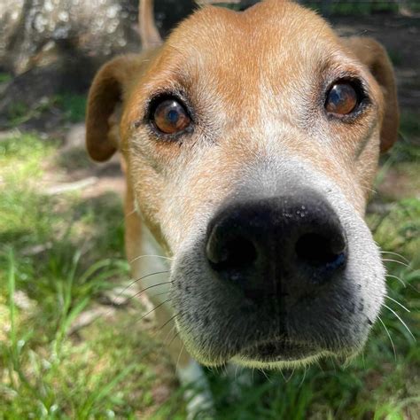 Doug | Colbert Veterinary Rescue Services, Inc. | A No Kill Animal