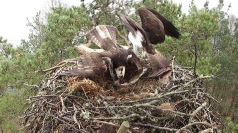 Lassie Comes Home As Ospreys Reunite At Loch Of The Lowes Reserve Bbc News
