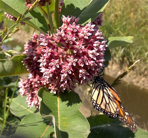 Place the seeds 1⁄4 in (0.64 cm) deep in your soil mix. about milkweed and monarchs - MilkweedWatch