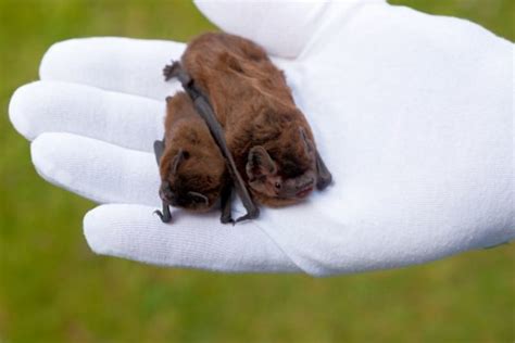 About Bats Bat Conservation Trust