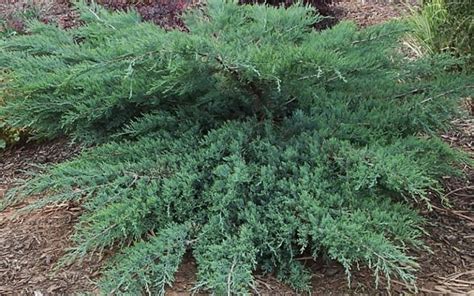 Juniperus Virginiana ‘grey Owl Kiefer Nursery Trees Shrubs Perennials