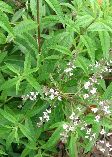 Lemon Verbena