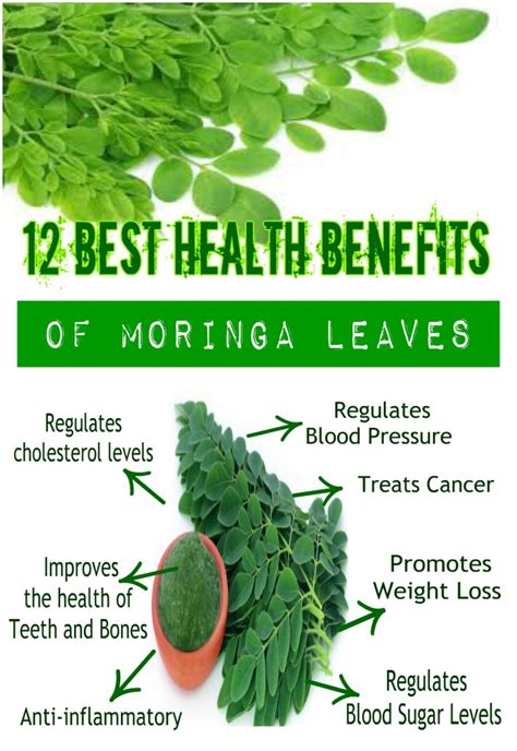 The Moringa Tree Is Known As “the Tree Of Life” Due To The Numerous