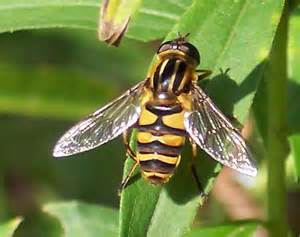 Bee Like Fly Helophilus Fasciatus Bugguidenet