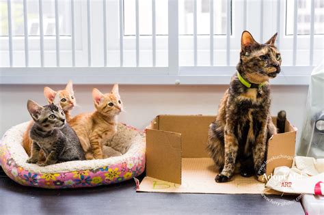 Love Kuching Project Luvkuching Kitten Adoption Rescue Tnr Adopt