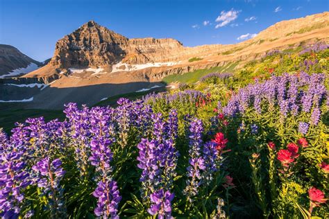 Timpanogos Bloom Utah Landscape Photography Clint Losee Photography