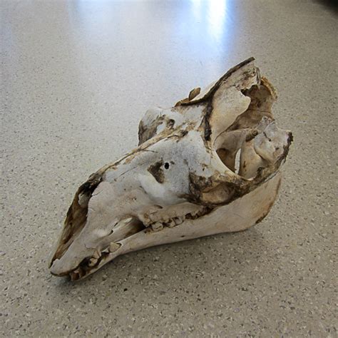 Camel Skull 1 Nature Education Centre