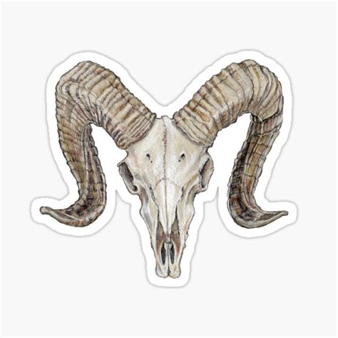32 Bighorn Sheep Skull Anatomy