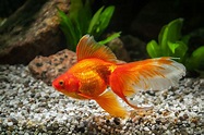 Goldfish | Tipos de peces | zooplus Magazine de peces