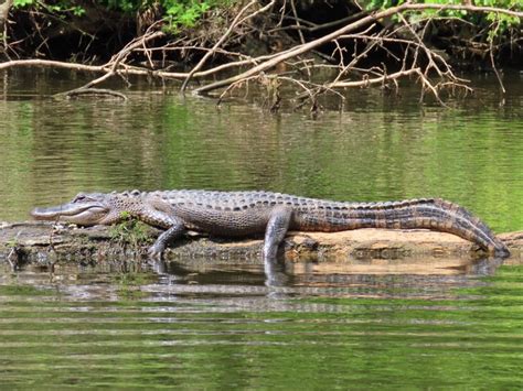American Alligator Brad Gloriosos Personal Website Amphibians And