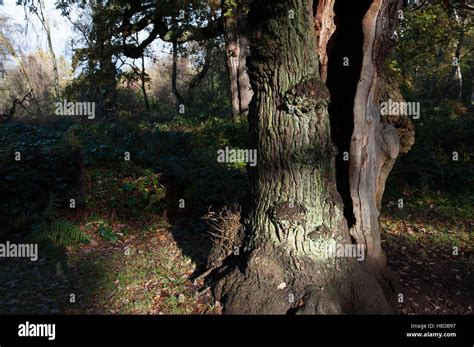 Sherwood Forest Oak Autumn Hi Res Stock Photography And Images Alamy