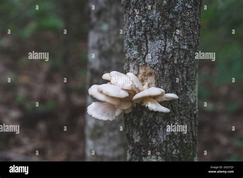 Cap Fungus Edible Oyster Mushrooms Growing On A Tree In Michigan Usa