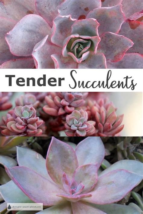 Drought Tolerant Tough And Beautiful Textural And So Varied Succulent Gardening