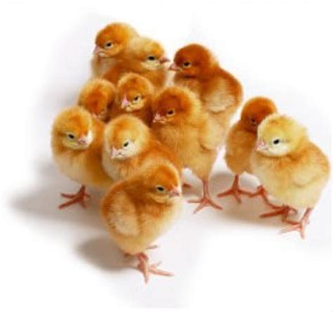 Hargaayambroiler #ayambroiler #peternakayambroiler #2020 harga ayam broiler minggu, 22 maret 2020 harga ayam broiler ini. Harga DOC Ayam Petelur hari Ini | Komoditas Ternak