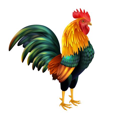 Rooster Clip Art Cartoon Free Clipart Images Clipartix Images