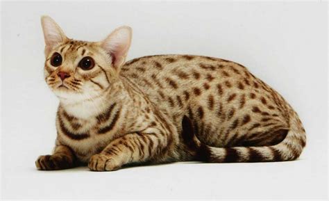 Ocicat Information And Cat Breed Facts Pets Feed