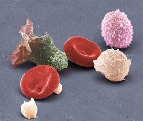 White Blood Cell Electron Microscope