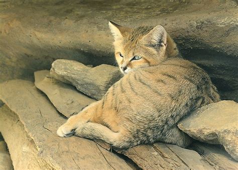 We did not find results for: Sand Cat Facts: Animals of the Desert - WorldAtlas.com