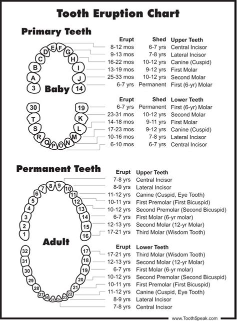 Primary Tooth Numbering Chart