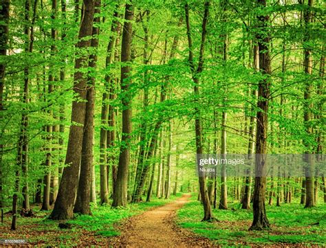 Green Forest Im Frühjahr Stock Foto Getty Images