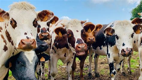 What Happens If A Cow Eats Meat Farming Base
